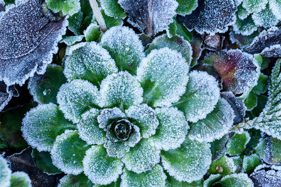 Understanding Frosts & Freezing: What Gardeners Need to Know