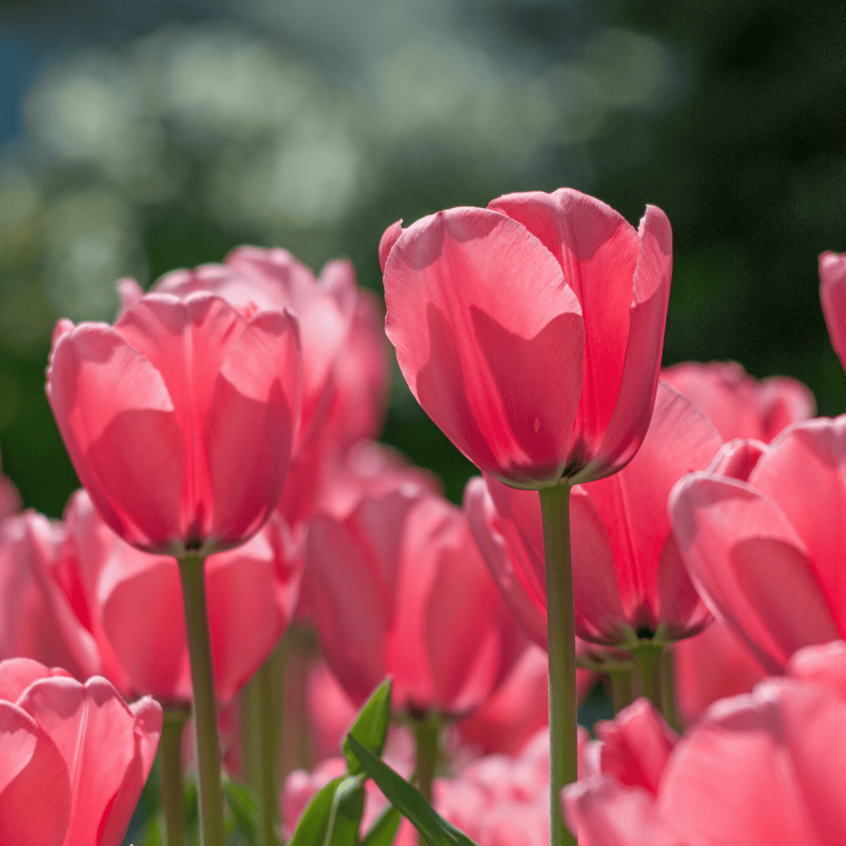 Pink Darwin Hybrid Tulip - Power Planter Augers