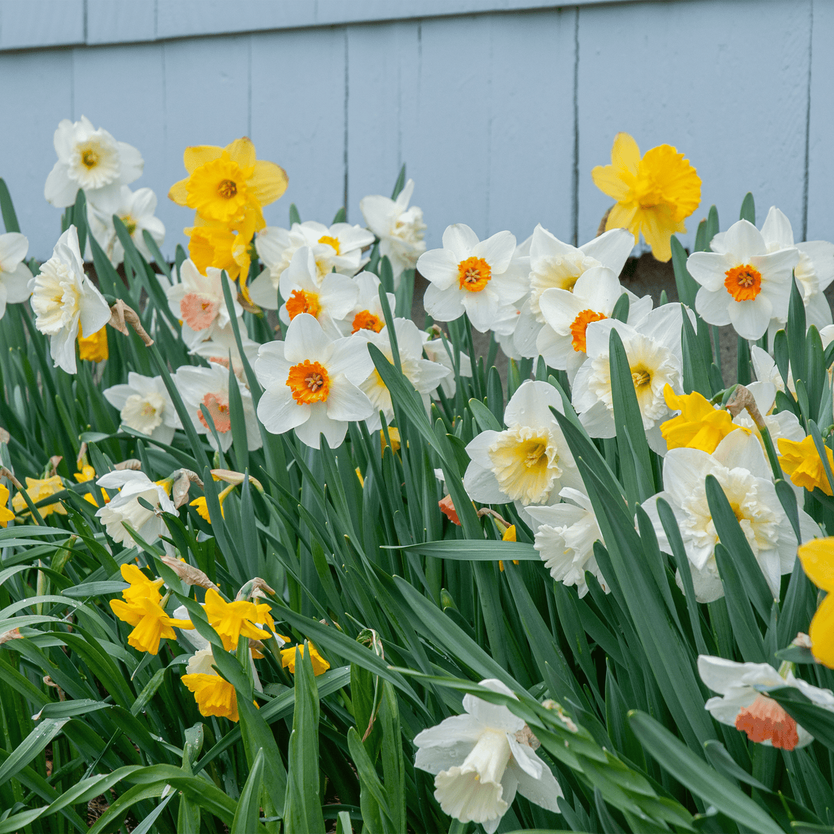Southern Daffodil Mix - Power Planter Augers