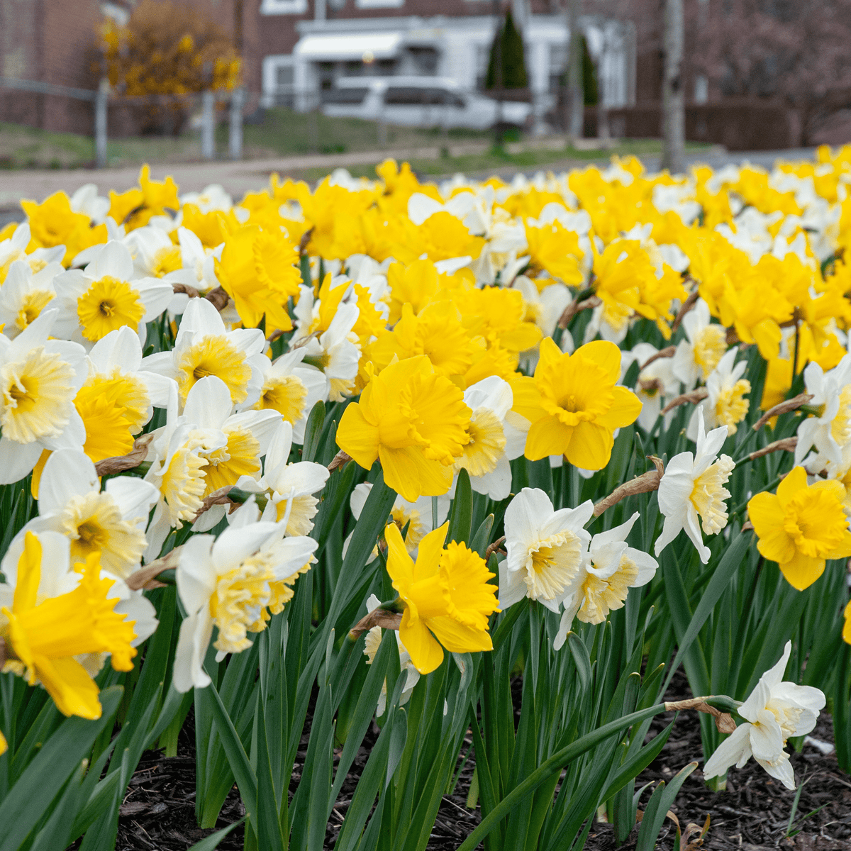 White and Gold Daffodil Mix - Power Planter Augers