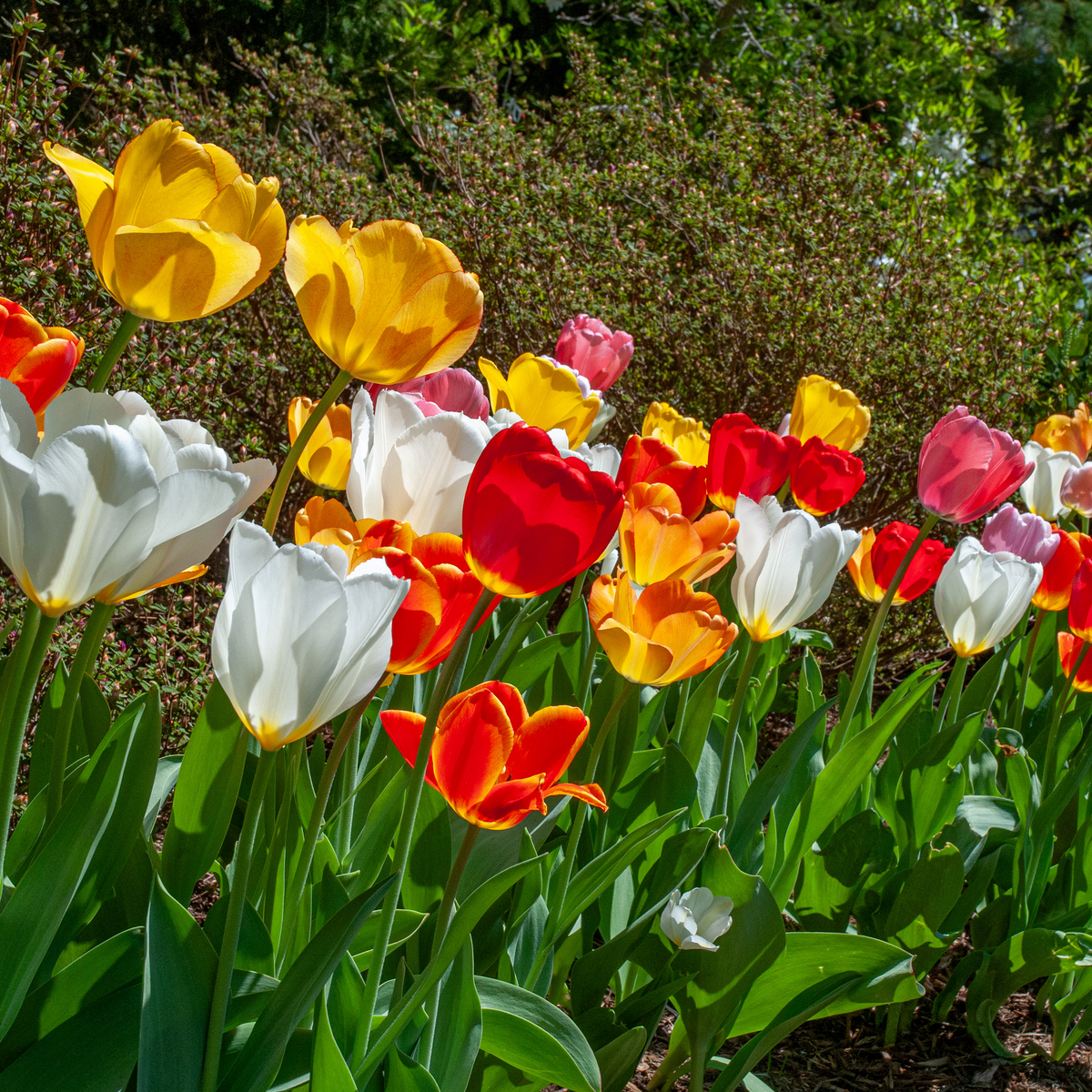 Darwin Hybrid Mix Tulip