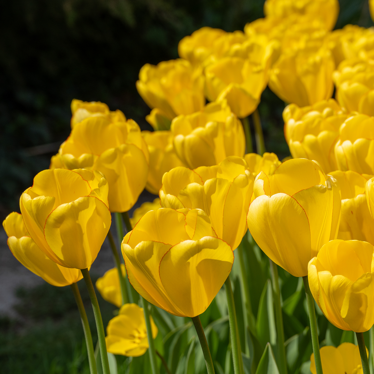 Yellow Darwin Hybrid Tulip