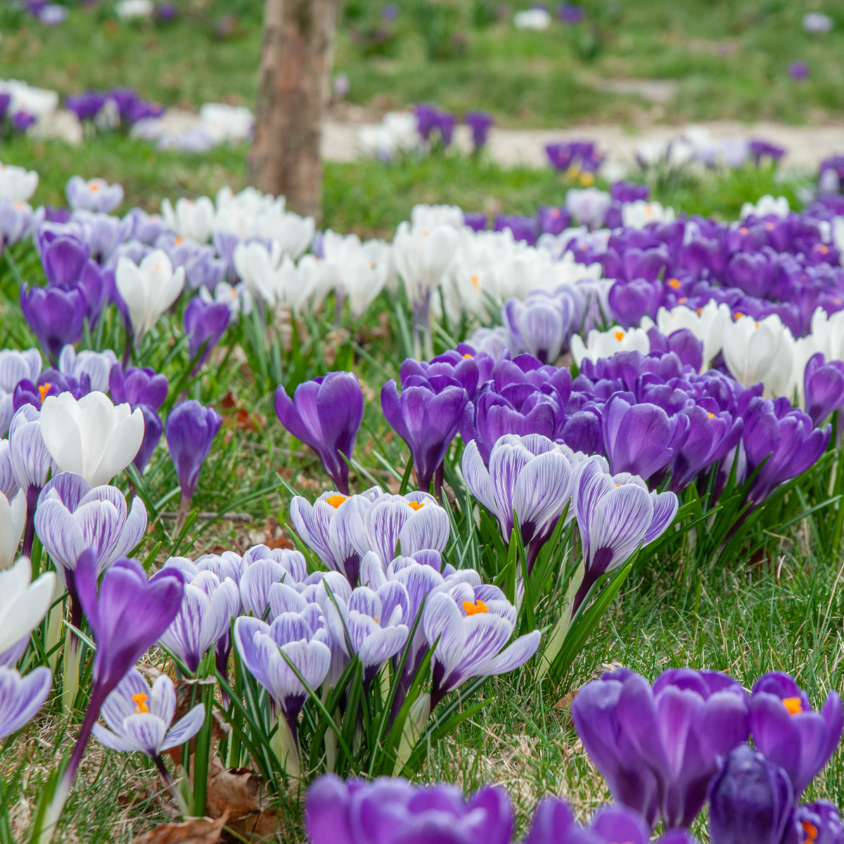 Dutch Crocus Mix