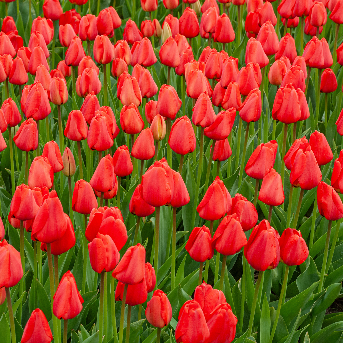 Red Darwin Hybrid Tulip