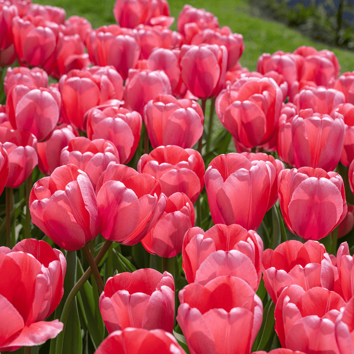 Pink Darwin Hybrid Tulip - Power Planter Augers