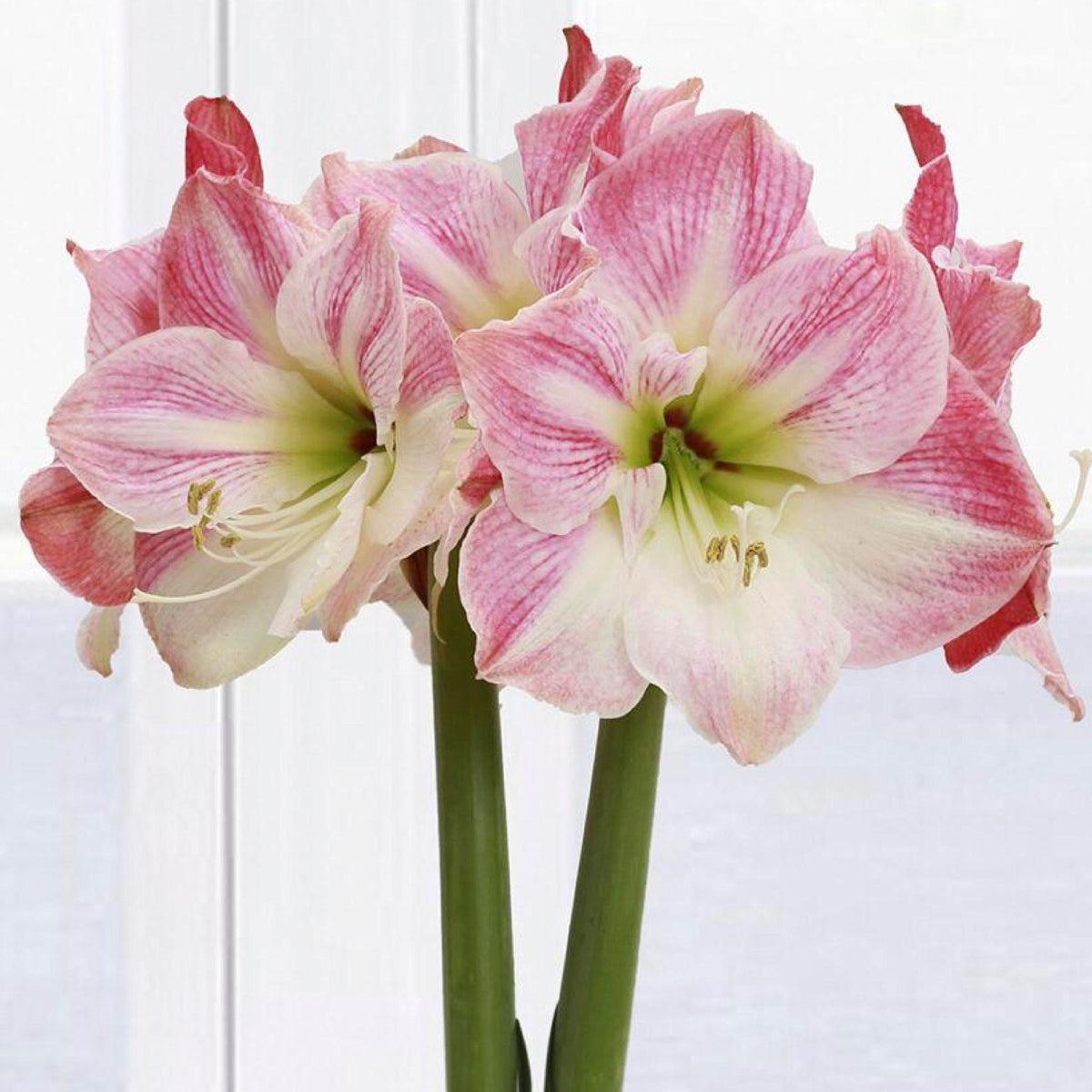 Cherry Blossom Amaryllis – Gold Glitter - Power Planter Augers