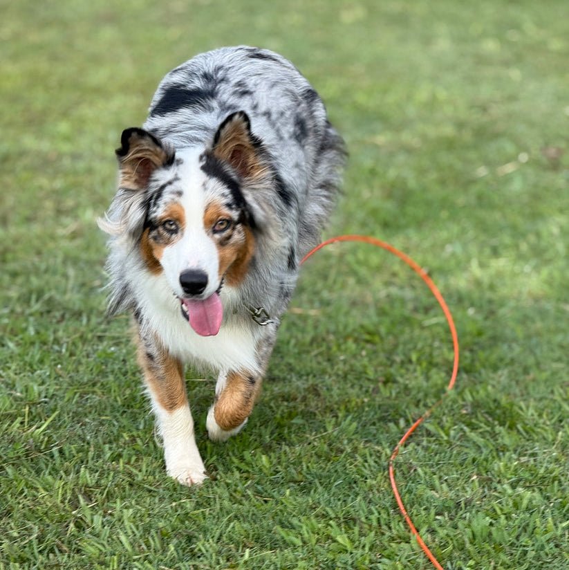 Dog Run Option for Grounded Paws Tie Down Kit - Power Planter Augers