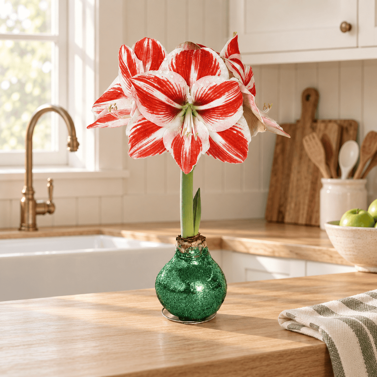 A red and white variegated amaryllis flower in a sparkling green glitter bulb, set on a wooden kitchen counter. Super Star Amaryllis – Sage Glitter - Power Planter Augers