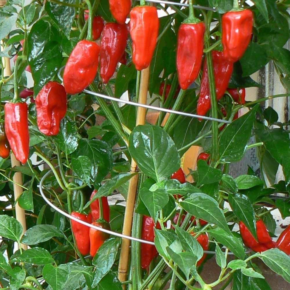 Twisters Extendable Plant Supports – Set of 3 - Power Planter Augers