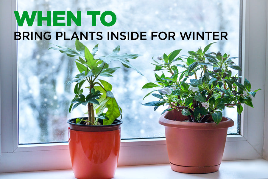 When to Bring Plants Inside for Winter