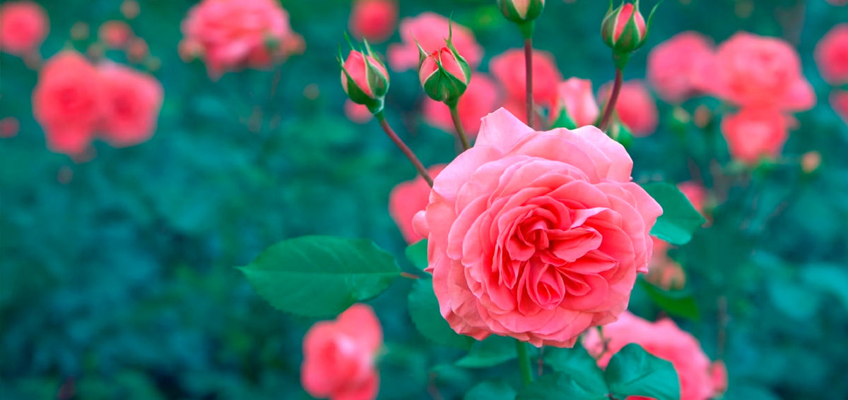 The Virtues of Taking it Easy: Planting Annuals and Perennials the Easy Way