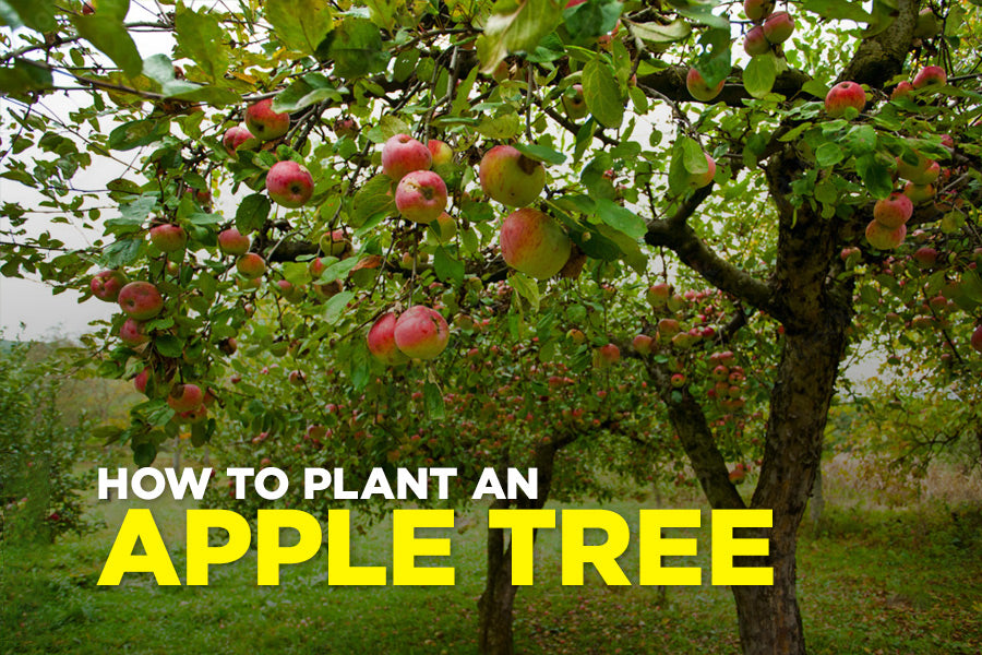 How to Plant Apple Trees