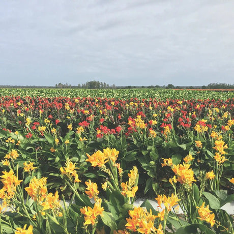 Canna Planting: How to Plant Canna Bulbs - Power Planter Augers