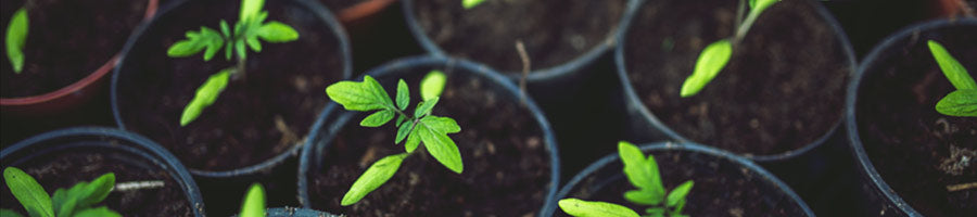 Transferring Starter Plants Outdoors