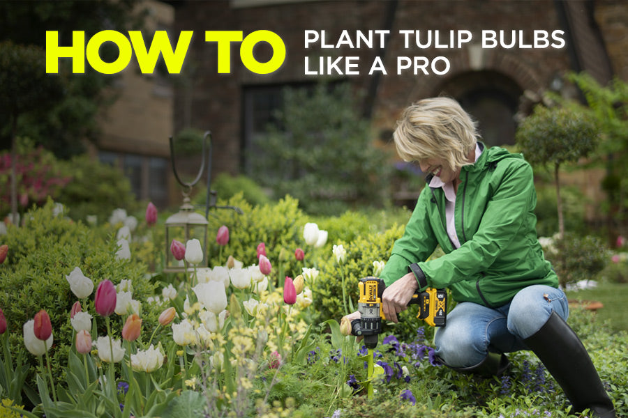 How To Plant Tulip Bulbs Like A Pro