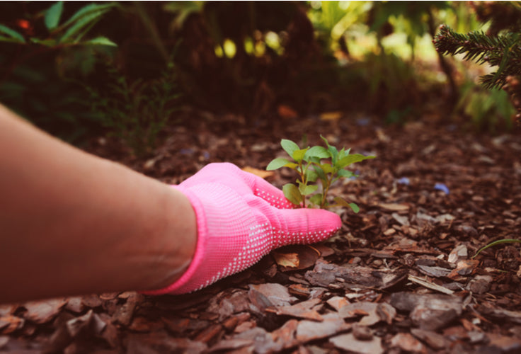 How To Prevent Weeds In Flower Beds