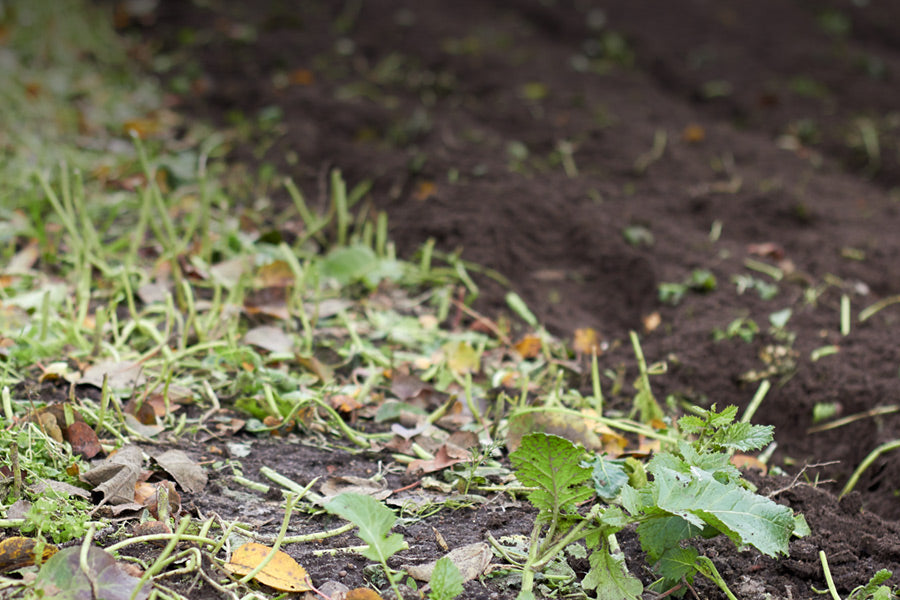 How and When to Till Your Garden