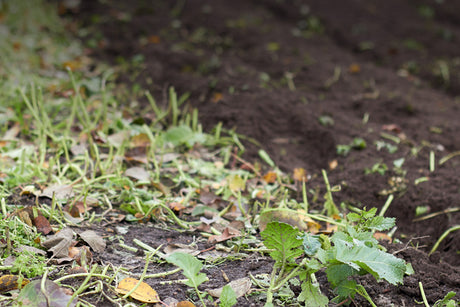 How and When to Till Your Garden