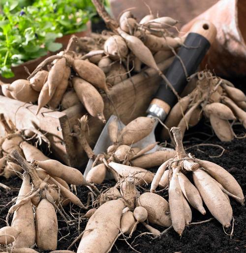 How to Plant Dahlia Bulbs with Power Planter Augers