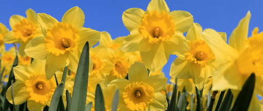How to Plant Daffodil Bulbs: A Step-By-Step Guide with a Twist