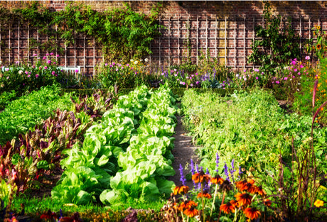 The Best Time To Start A Garden