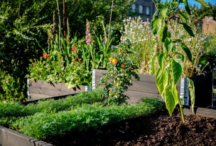 Sustainable Gardening Tips & Ideas