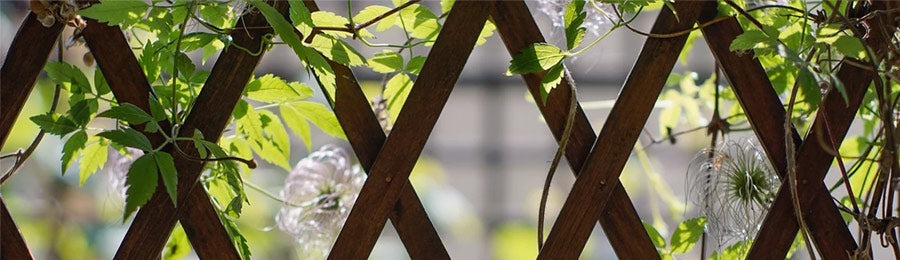 Connecting by Climbing: Plant and Build&nbsp;Garden Supports