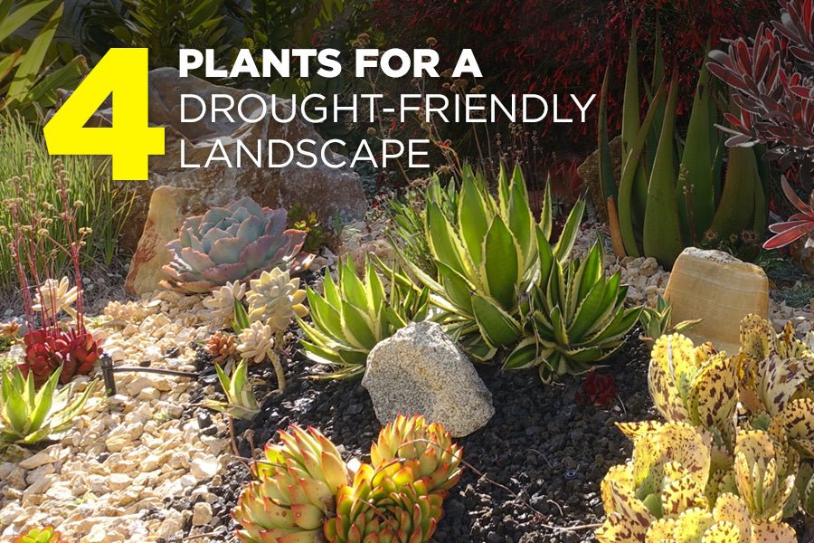 4 Plants for a Drought-Friendly Landscape - Power Planter Augers