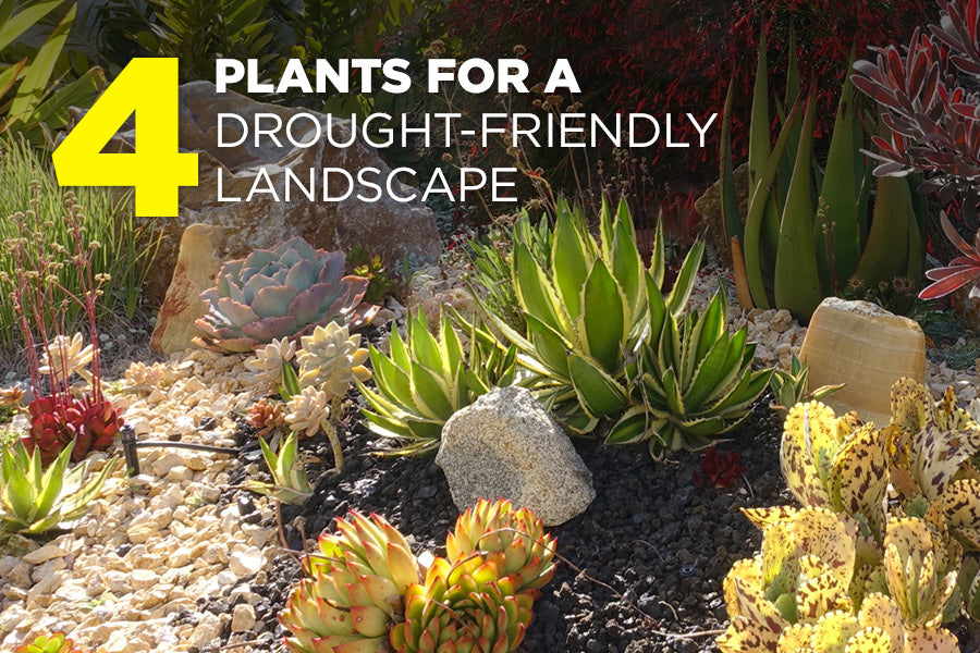 4 Plants for a Drought-Friendly Landscape