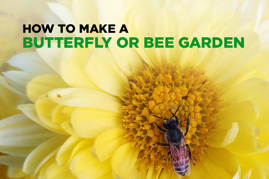 How to Make a Butterfly or Bee Garden