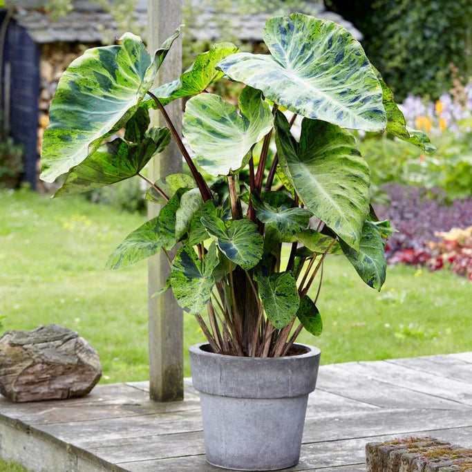 How to Plant Elephant Ear Bulbs