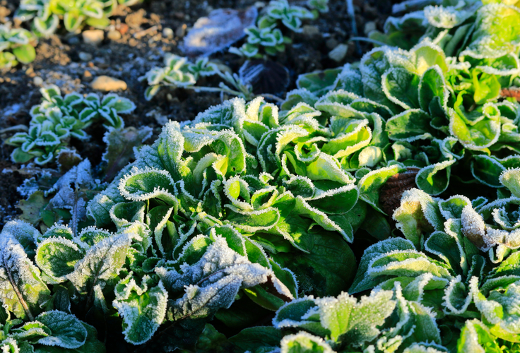Winterizing Garden Beds