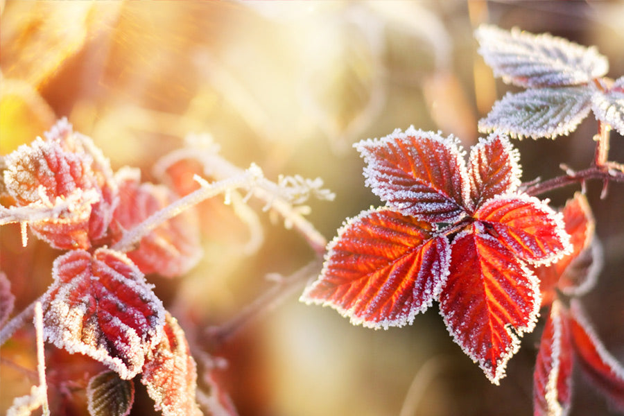 How To Protect Plants From Frost