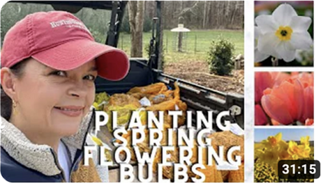 Planting Daffodils, Tulips & Other Spring Flowering Bulbs with Creekside Nursery