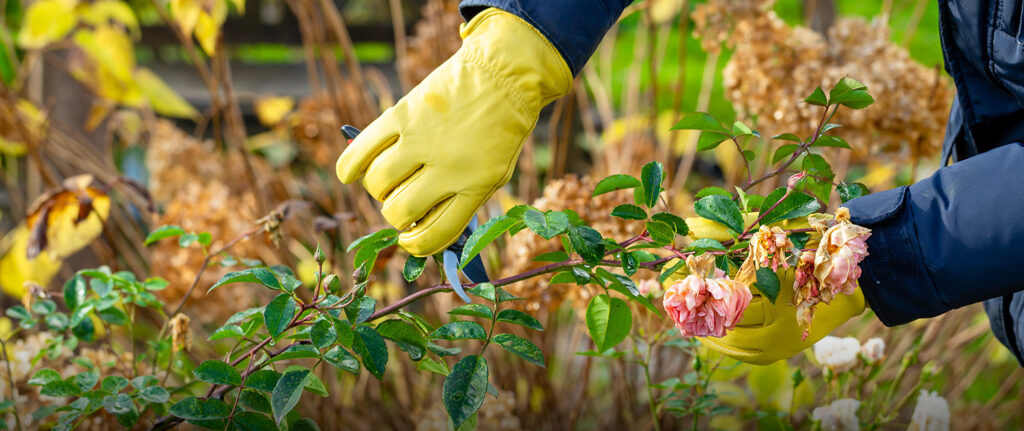 What to Plant in the Winter: Plants That Survive the Season