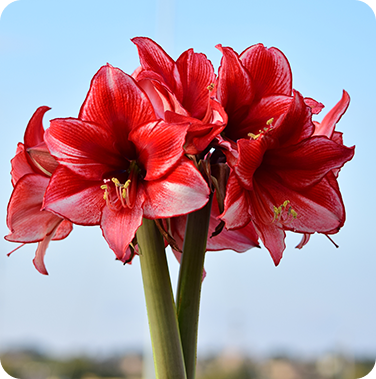 Glitter Amaryllis Bulbs