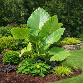 upright elephant ear plant for sale Upright "Calidora" Elephant Ear Bulbs