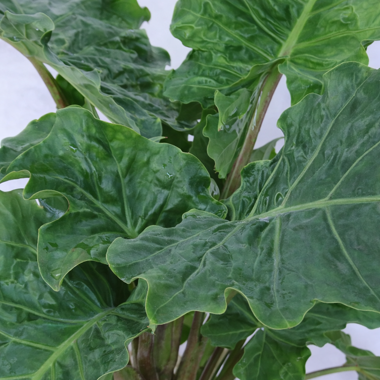 low rider elephant ear plant Upright "Low Rider" Elephant Ear Bulbs