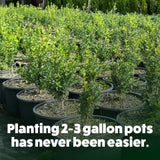 Row of potted plants with text overlay 'Planting 2-3 gallon pots has never been easier.'