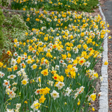 Mixed Daffodils