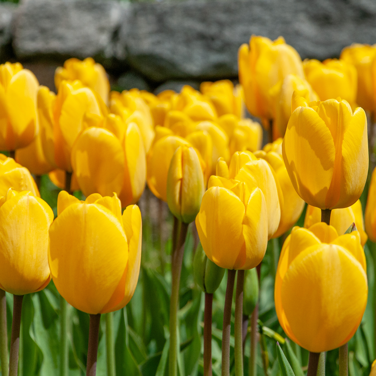 Yellow Darwin Hybrid Tulip