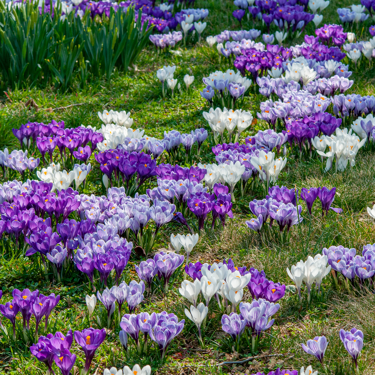 Dutch Crocus Mix