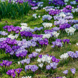 Dutch Crocus Mix