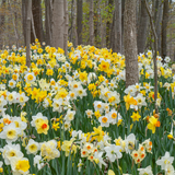Mixed Daffodils