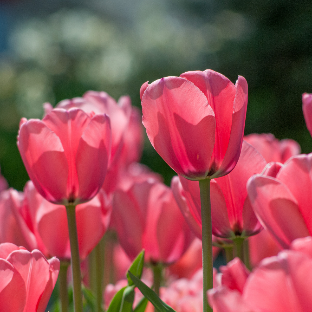 Pink Darwin Hybrid Tulip