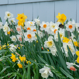 Southern Daffodil Mix