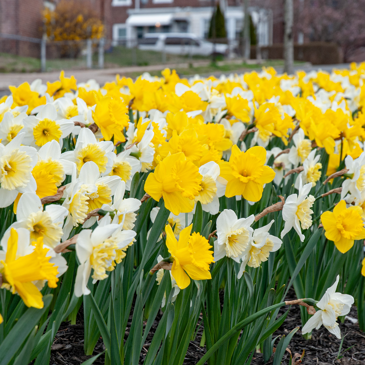 White and Gold Daffodil Mix