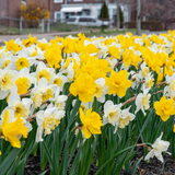 White and Gold Daffodil Mix