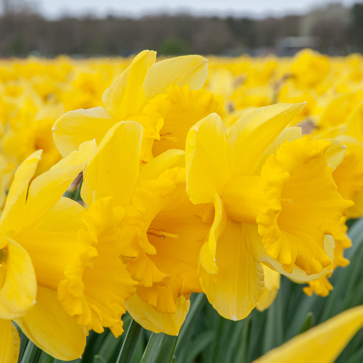 Dutch Trumpet Daffodil