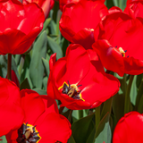 Red Darwin Hybrid Tulip